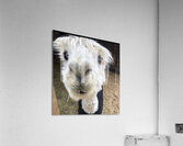 Honey Acrylic Print