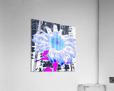 Sunflower in Digital Art Acrylic Print