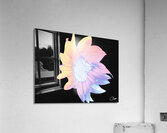 Silver and Pink Sunflower on a Black Background Acrylic Print