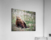 Chillin Acrylic Print