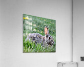 Patience Acrylic Print