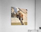 Naptime Acrylic Print