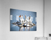 Pelican Island Acrylic Print