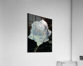 RoseHolds Acrylic Print