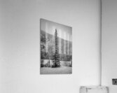 Lone Snowy Pine Acrylic Print