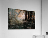 Pathway Series-7 The Haunted Forest  Acrylic Print