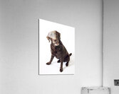 Brown Labrador Acrylic Print