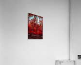 Enchanted Southern Grove: Bulow in Infrared Acrylic Print