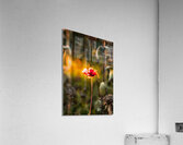 jludwigButterflyjpeg 16 Acrylic Print