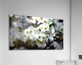 Monet Dogwood 2 studio Acrylic Print