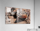 Callopistes maculatus Acrylic Print