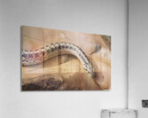 Galvarinus chilensis Acrylic Print