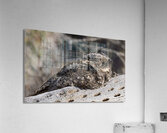 Systellura longirostris Acrylic Print