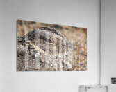 Gallina ciega Acrylic Print