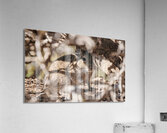 Octodon degus Acrylic Print