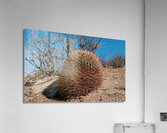 Sandillon Acrylic Print