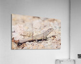 Liolaemus fuscus Acrylic Print