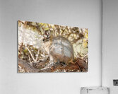 Degu couple Acrylic Print