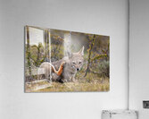 Culpeo Acrylic Print