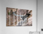 Condor Acrylic Print