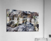 Liolaemus sarmientoi Acrylic Print