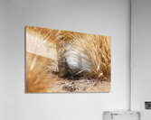 Quirquincho Acrylic Print