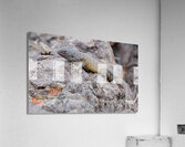 Liolaemus nitidus Acrylic Print