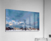 Wild Horse Dream Acrylic Print