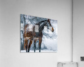 Let It Snow Acrylic Print