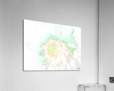 Delicate Heatwave Chrysanthemum Acrylic Print