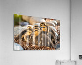 Ducklings Huddling Together  Acrylic Print