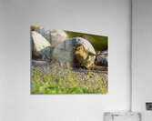 Duckling Running out of Water Acrylic Print