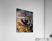 Eye of the Cat Close Up Acrylic Print
