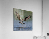 Osprey fishing Acrylic Print