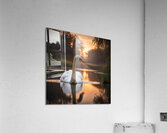 Swan on Golden Pond Acrylic Print