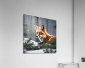 Red Fox hiding in the snow Acrylic Print