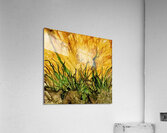 Buttercup Breeze Acrylic Print