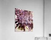 Lavendar Mist Acrylic Print