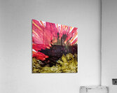 Bloodstone Poppy Acrylic Print