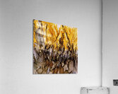 Goldenrod Giggles Acrylic Print