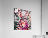 Clarence in Pink Acrylic Print