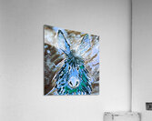Clarence in Blue Acrylic Print