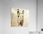 Chuck Acrylic Print