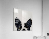 Bella Acrylic Print