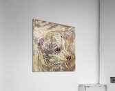 Coki Acrylic Print