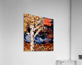 Autumn Birch Acrylic Print
