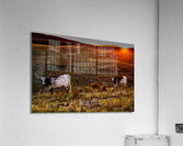 Longhorn Sunrise Acrylic Print