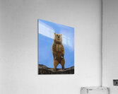 Power Within Acrylic Print