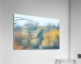 untitled 1920 Acrylic Print