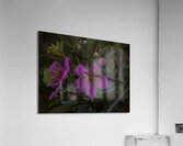 Woods Rose Acrylic Print